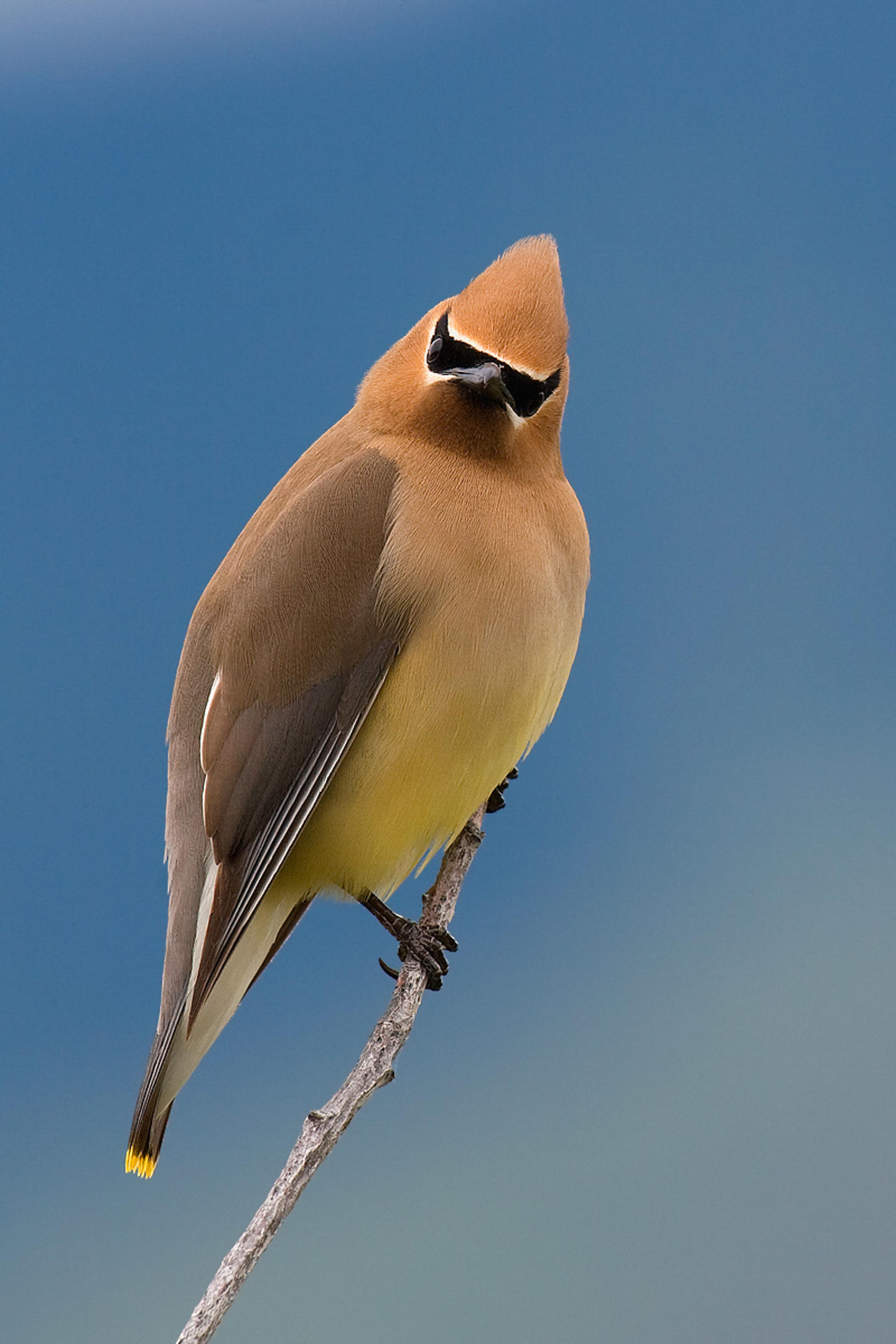Cedar Waxwing