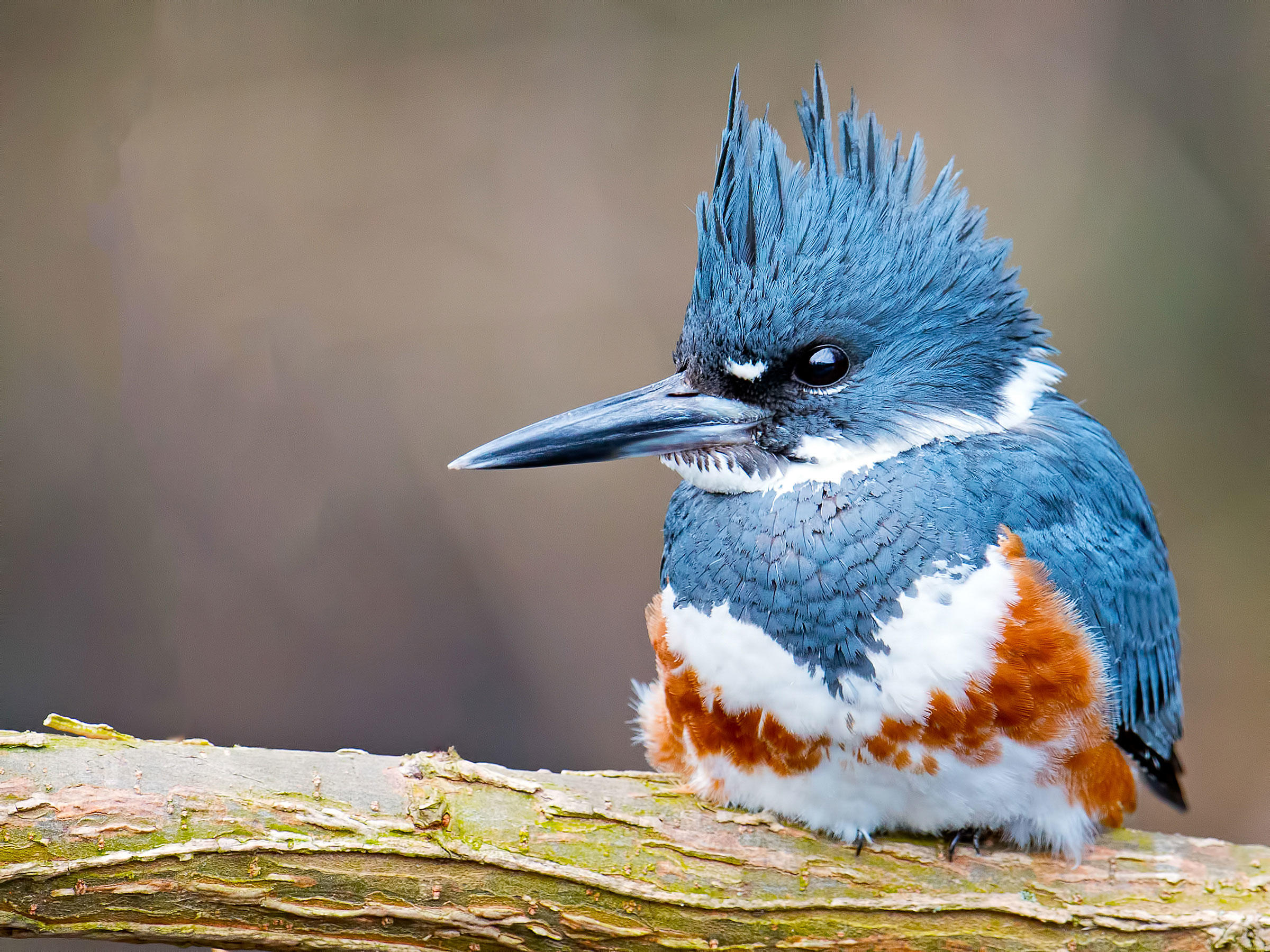 Belted Kingfisher