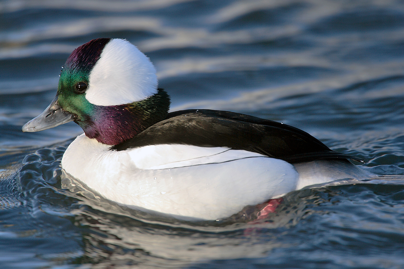 Bufflehead Duck