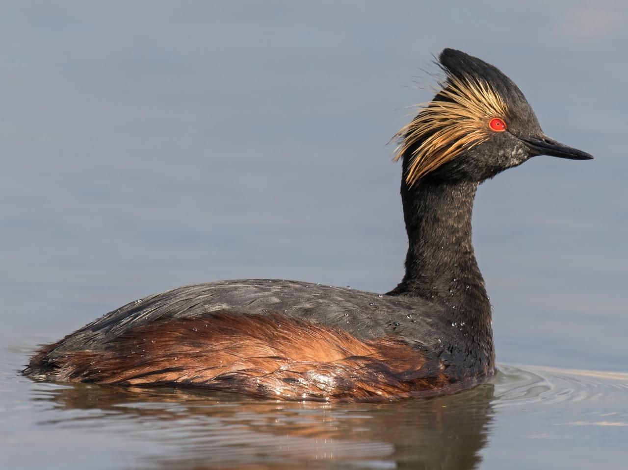 Eared Grebe