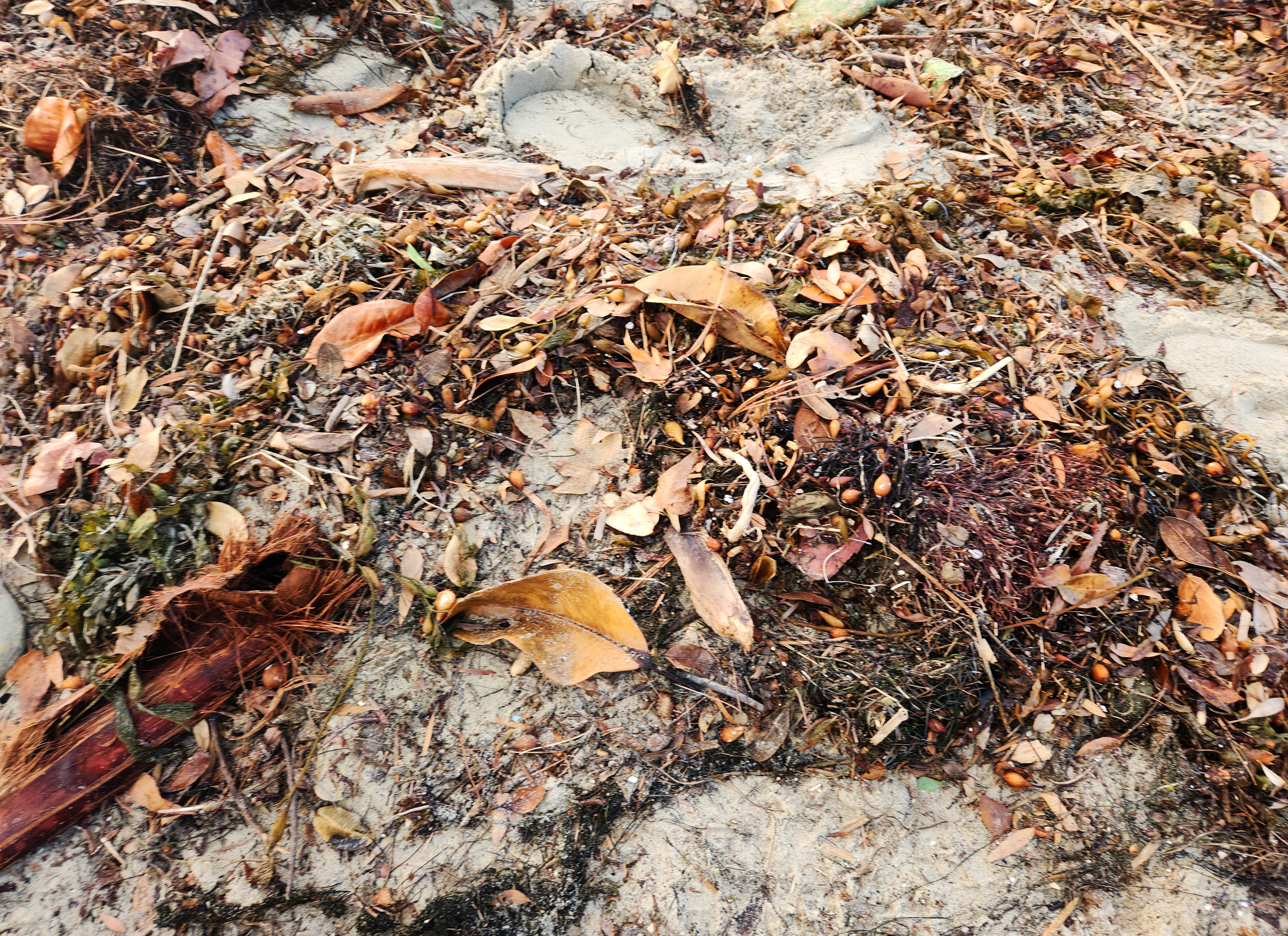 Laguna Beach, main beach, micro-plastics in seaweed